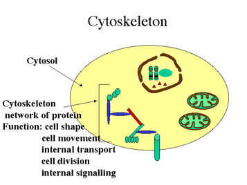 Eukaryotic Cell Organelles - Membranes